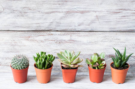Cactus on wooden backgroundの写真素材