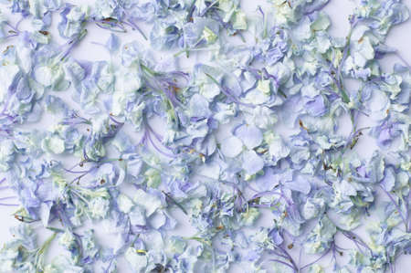 Dry Blue Hydrangea flower background