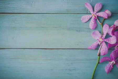 purple orchid flower  on blue wooden backgroundの写真素材