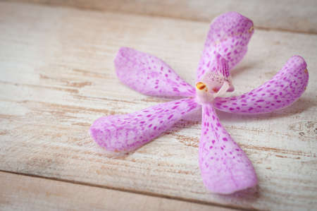 purple orchid flower  on wooden backgroundの写真素材