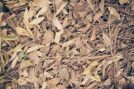 Dried leaves backgroundの写真素材