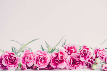 pink carnation in pastel tone on grey backgroundの写真素材