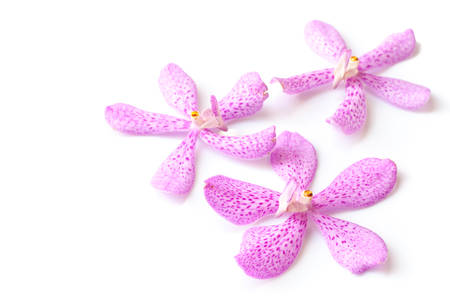 purple orchid flower  isolated on white backgroundの写真素材