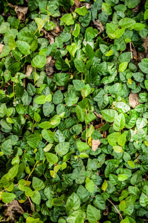 coatbuttons or mexican daisy leavesの写真素材