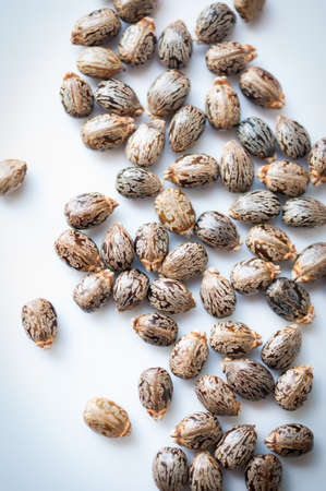 Castor beans with copy spaceの写真素材