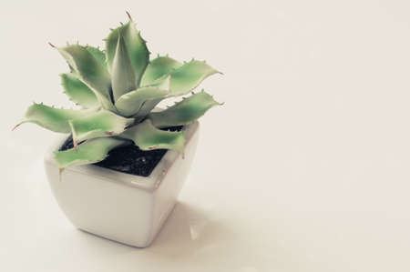 artificial cactus in pot on grey backgroundの写真素材