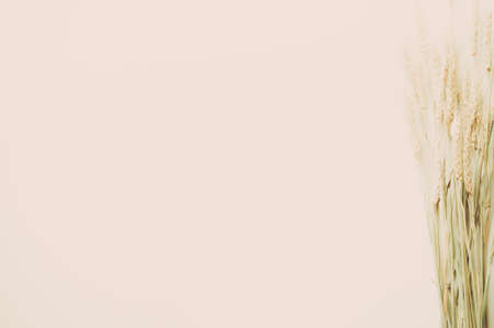 wheat on grey backgroundの写真素材
