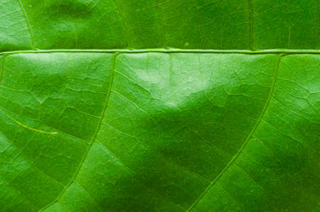 Green leaves background pattern