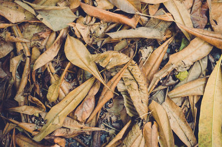 Dried leaves backgroundの写真素材