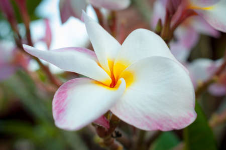 Frangipani flowersの写真素材