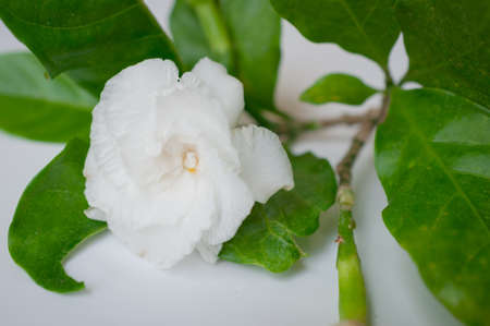 Gardenia jasmine on grey backgroundの写真素材