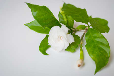 Gardenia jasmine on grey background
