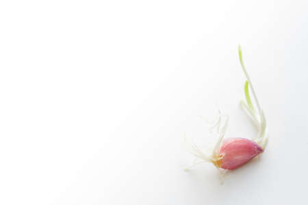 Sapling of Shallots  on grey backgroundの写真素材