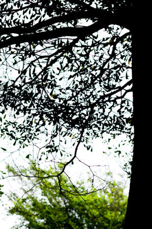 Branch of tree in dark tone or silhouetteの写真素材