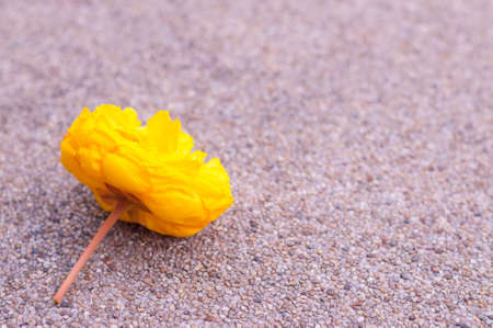 Yellow flower on stone backgroundの写真素材