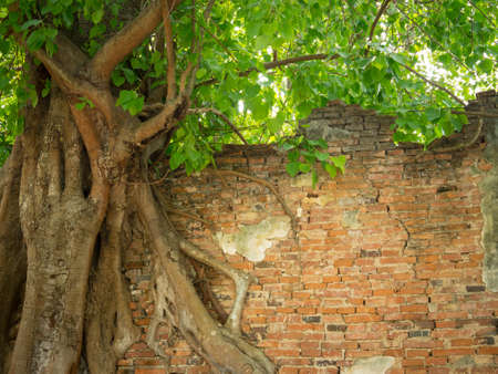 Ancient brick wall with big tree in thailand temple