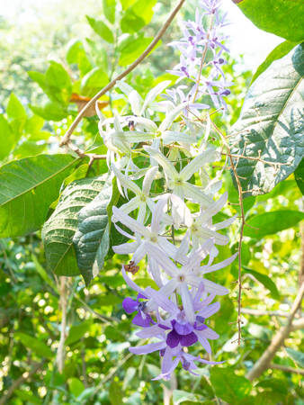 Sandpaper vine flowers on treeの写真素材