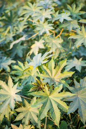 Castor plantの写真素材