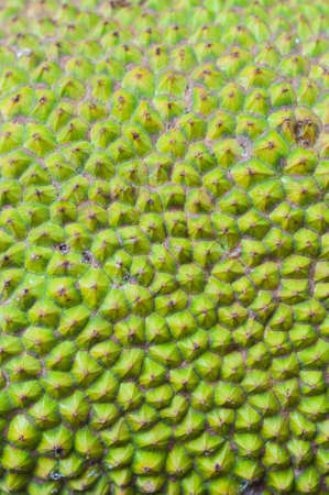 Jackfruit thorn background