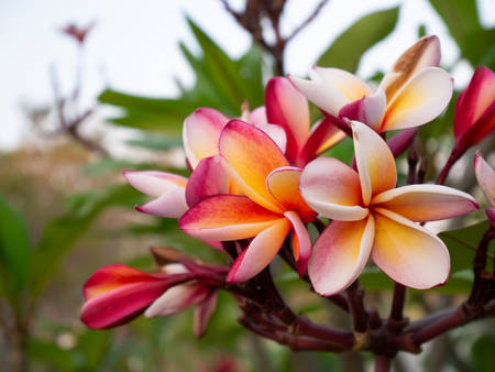 Pink frangipani flowers on treeの写真素材