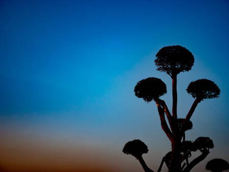 silhouette of bonsai tree on dramatic blue and orange sky