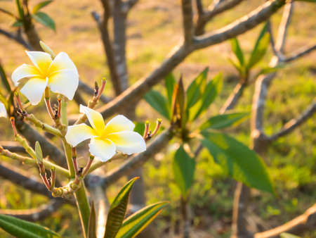 white frangipani flowers on treeの写真素材