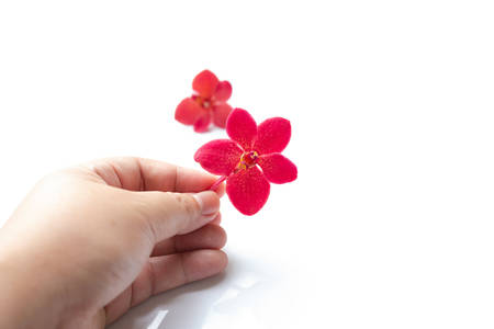 Red orchid flower in hand isolated on white backgroundの写真素材