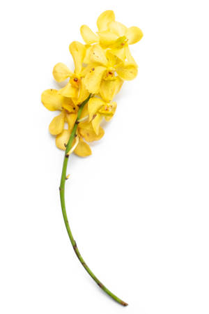 Yellow orchid isolated on white backgroundの写真素材