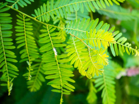 Indian gooseberry leavesの写真素材