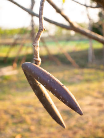 pods of plumeria on treeの写真素材
