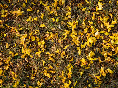 Dry yellow flower on groundの写真素材
