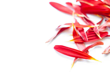 Gerbera flower petals isolated on white  background