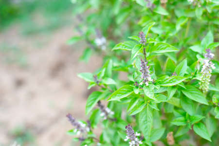 Sweet basil plant on field