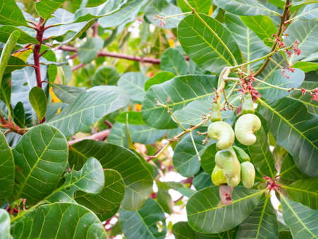 Cashew nuts on a branch