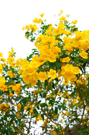 Yellow trumpetbush flowers on trees
