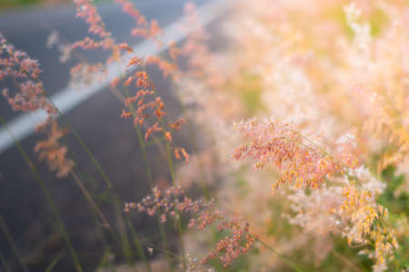 Rural road with beautiful grass and treesの写真素材