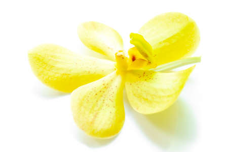 Yellow orchid isolated on white backgroundの写真素材