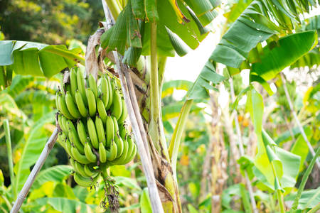 Bunch of banana tree in fieldの写真素材