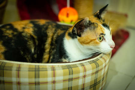 Cat in cat seat looking forward