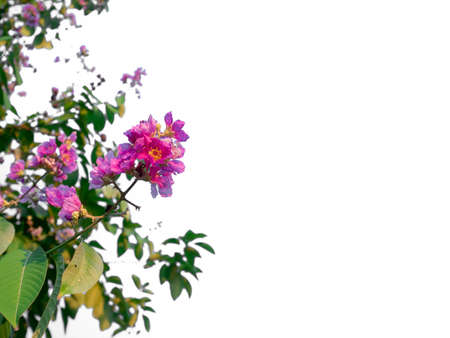 Pink flower on treeの写真素材