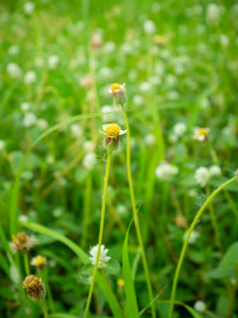 Grass flower with yellow sunlightの写真素材