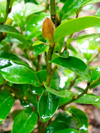 Banana Shrub, Port Wine Magnolia flower on treeの写真素材