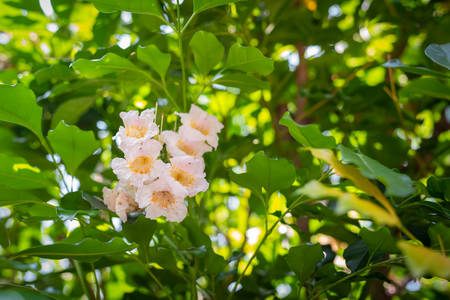 The Dwarf Tree Jasmine, Radermachera Kunming flowersの写真素材