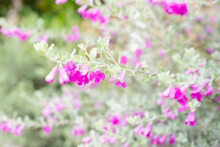 Purple Sage or Ash Plant flowersの写真素材
