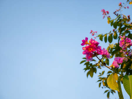 Queen's flower on branch with blue sky backgroundの写真素材