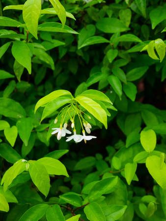 white wrightia religiosa flower on green leaves