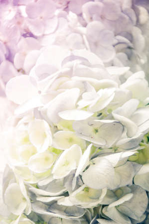 hydrangea flower in soft toneの写真素材