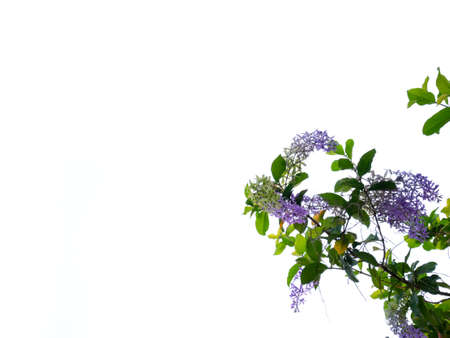 Purple Wreath flowers isolated on white backgroundの写真素材