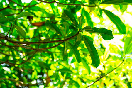 Green leaves  of Suicide tree with bokeh lightの写真素材