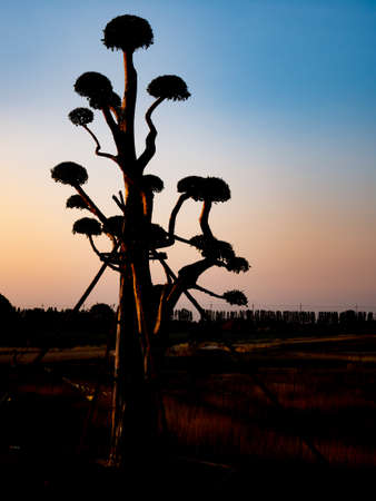 silhouette of bonsai tree on dramatic blue and orange skyの写真素材
